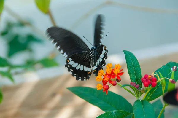 Ομορφιά Του Χρώματα Και Μοτίβο Της Πεταλούδας — Φωτογραφία Αρχείου