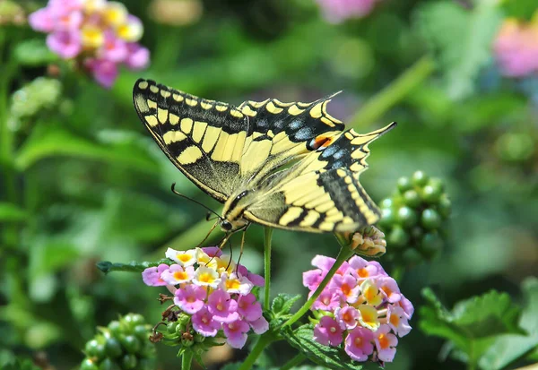 Renk ve desen bir kelebeğin güzelliği