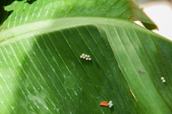 Pillangótojás Növény Levelére Rakva — Stock Fotó