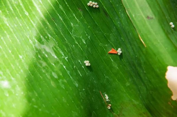 植物の葉の上に置かれた蝶の卵 — ストック写真