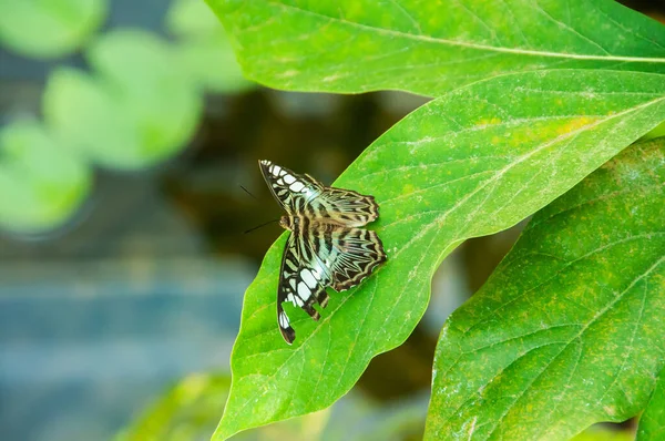 Красота Цветов Шаблон Бабочка — стоковое фото