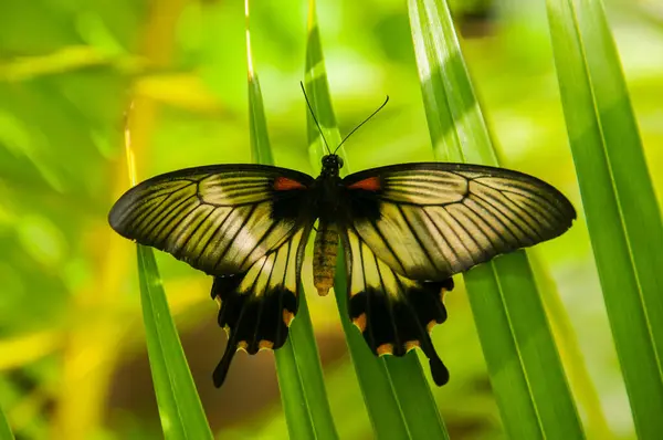 Schoonheid Van Kleuren Het Patroon Van Een Vlinder — Stockfoto