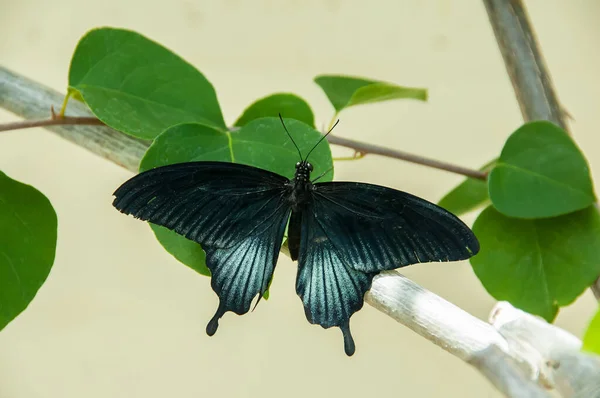 Die Schönheit Der Farben Und Muster Eines Schmetterlings — Stockfoto