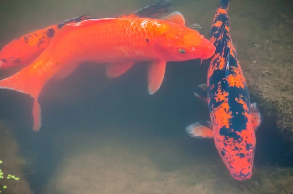 Velká Říční Ryba Velmi Čisté Vodě — Stock fotografie