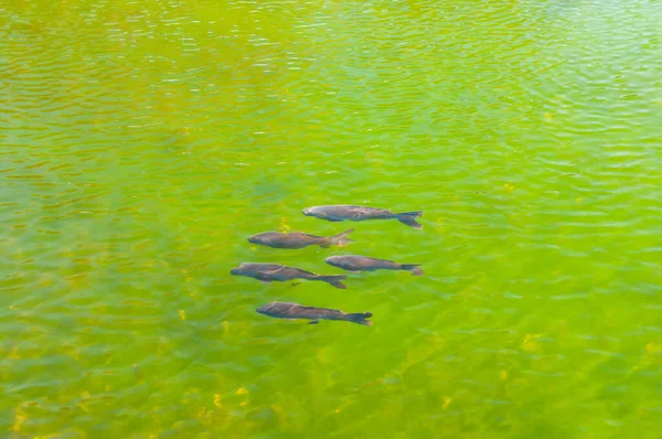非常に澄んだ水の中の大きな川魚 — ストック写真