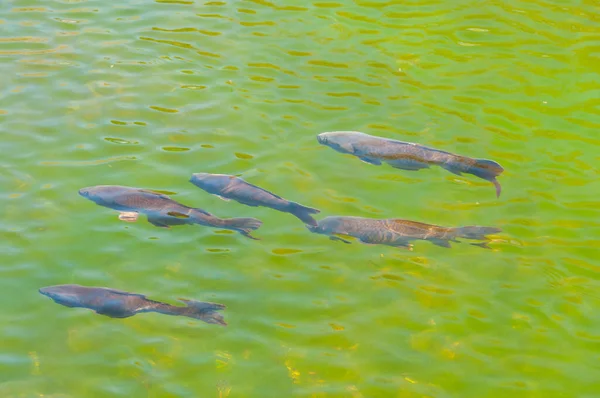 Grote Riviervis Zeer Helder Water — Stockfoto