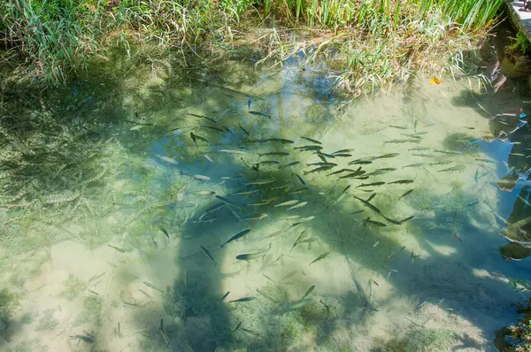 非常に澄んだ水の中の大きな川魚 — ストック写真