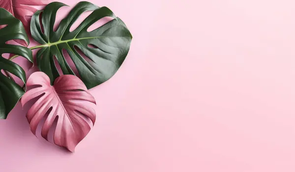 Delicate and minimalist pink and green monstera leaves background. Free space for text