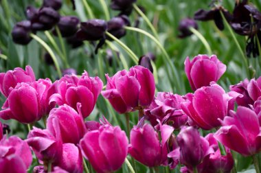 Hollanda, Keukenhof 'ta çiçek açan laleler. Lale, liliaceae bitkilerinin her bir kökünde tek bir çiçeğin oluşturduğu süs çiçeğidir.