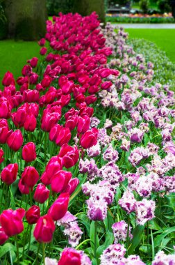 Hollanda, Keukenhof 'ta çiçek açan laleler. Lale, liliaceae bitkilerinin her bir kökünde tek bir çiçeğin oluşturduğu süs çiçeğidir.