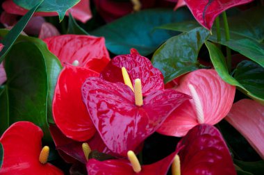 Arka planda Anthurium izole edildi. Bahar ve tropik çiçekler