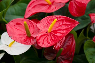 Arka planda Anthurium izole edildi. Bahar ve tropik çiçekler