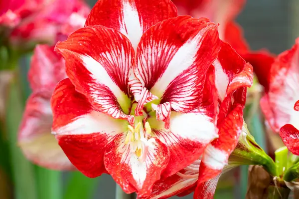 Amaryllis arka planda izole edildi. Bahar ve harika doğal çiçekler.