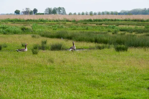 Hollanda 'da tipik kırsal alan
