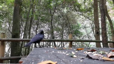 La Palma adasındaki Los Tilos ormanında vahşi kargalar