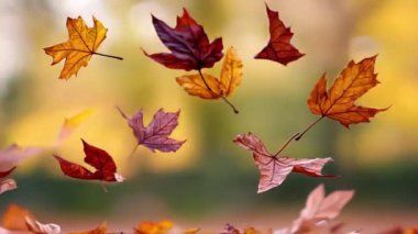 Akçaağaç yapraklı animasyon ve orman arka planında sonbahar renkleri