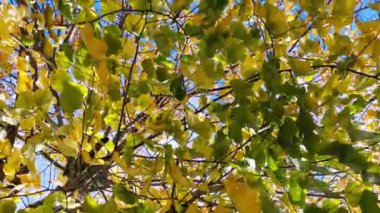 Ağaçlarda sonbahar renkleri olan manzaranın ayrıntıları