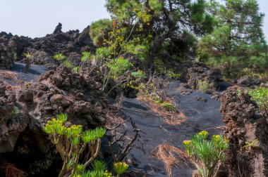 Kanarya Adaları 'ndaki La Palma adasındaki volkanik manzara