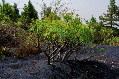 Kanarya Adaları 'ndaki La Palma adasındaki volkanik manzara