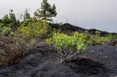 La Palma adasındaki Cumbre Vieja volkanından katılaşmış volkanik lav akıntısı
