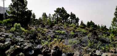 La Palma adasındaki Cumbre Vieja volkanından katılaşmış volkanik lav akıntısı