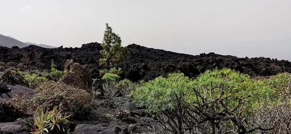 La Palma adasındaki Cumbre Vieja volkanından katılaşmış volkanik lav akıntısı