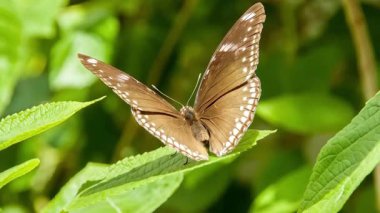 Yaprağın üzerindeki kelebeğin yakın çekimi