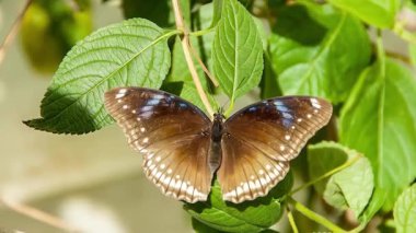 Yaprağın üzerindeki kelebeğin yakın çekimi