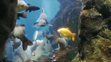 Nehir balık içinde bir nehir akvaryum