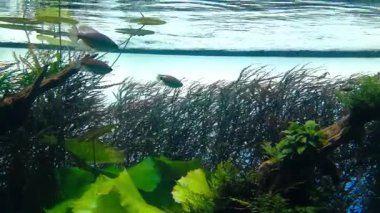 Lizbon Okyanusu, Portekiz 'de deniz yaşamı