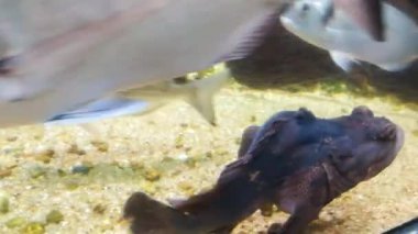 Nehir balık içinde bir nehir akvaryum