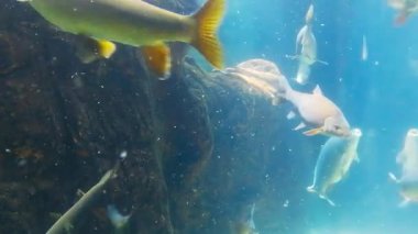 Nehir balık içinde bir nehir akvaryum