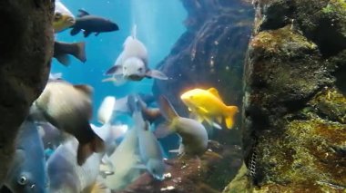 Nehir balık içinde bir nehir akvaryum