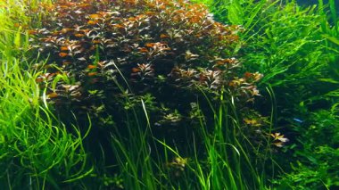 Lizbon Okyanusu, Portekiz 'de deniz yaşamı