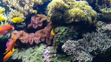 Lizbon Okyanusu, Portekiz 'de deniz yaşamı