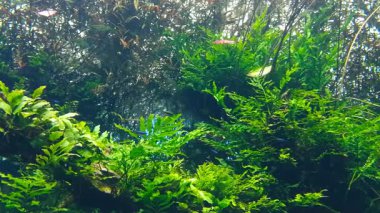 Lizbon Okyanusu, Portekiz 'de deniz yaşamı