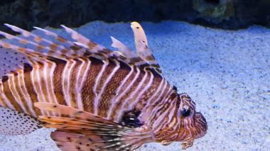 Nehir balık içinde bir nehir akvaryum