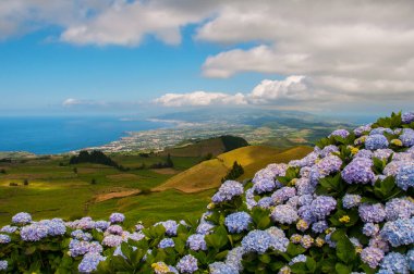 Ortancalar Portekiz, Azores Adaları 'nın tipik çiçekleridir.