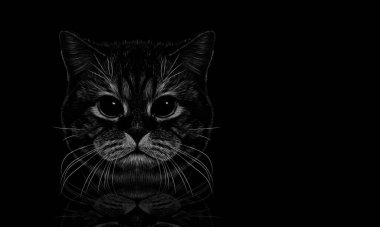 Koyu arkaplanda bir kedi yavrusu tasviri ve onun yansıması