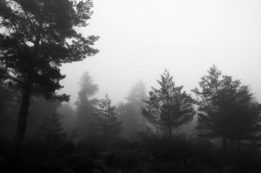 Sisli atmosfer çevreyi kaplıyor.