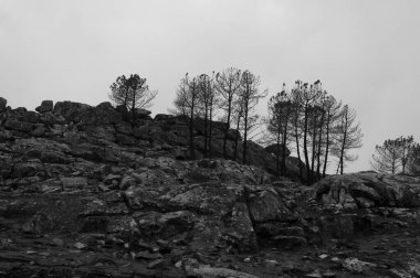 Portekiz 'deki yaz orman yangınlarından sonra 