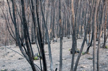 Portekiz 'deki yaz orman yangınlarından sonra 
