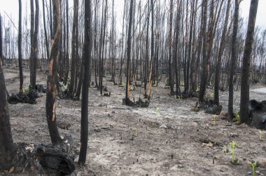 Portekiz 'deki yaz orman yangınlarından sonra 