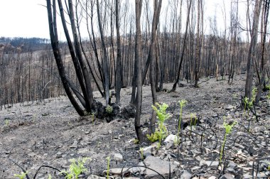 Portekiz 'deki yaz orman yangınlarından sonra 