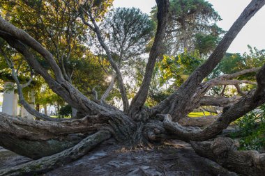 Melaleuca Armillaris, Avustralya kökenli büyük dalları olan çok büyük bir ağaçtır.