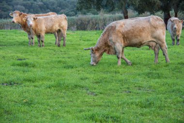 inek besleme alanını