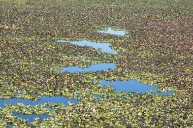 Güzel Pateira de Fermentelos 'un detayları, Aveiro, Portekiz