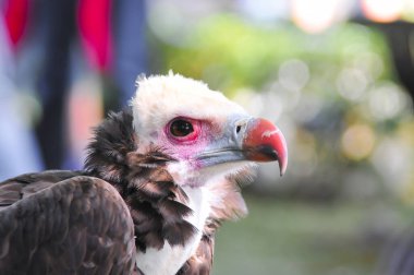 Doğal bir parkta kartal