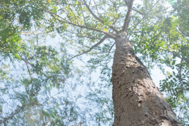 Genç Yapraklar Neem Ağacının Kabuğundan çıkıyor