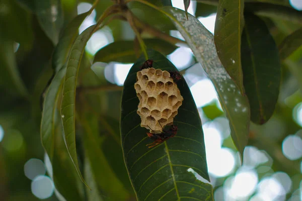 Bulanık bir arka planda yaprağa asılı küçük bir arı kovanı.